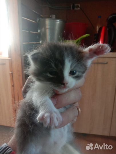 Британская