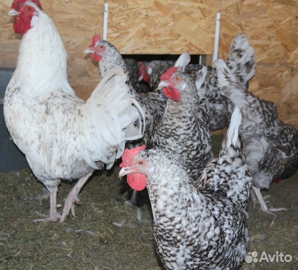 Яйцо инкубационное куриное Пушкинской породы