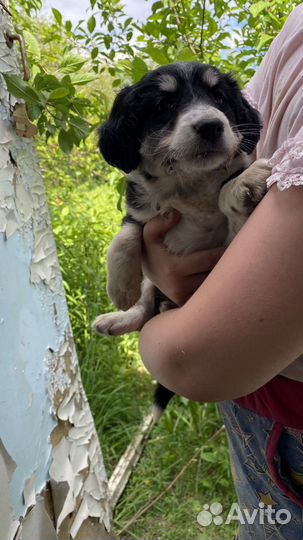 Щенки