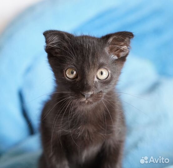 Котенок интересный