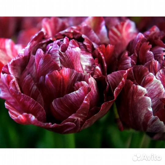 Тюльпаны махровые луковицы