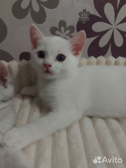 Британские котята