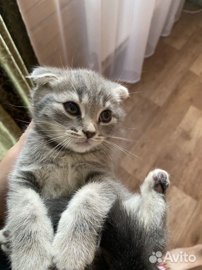 Шотландские котята