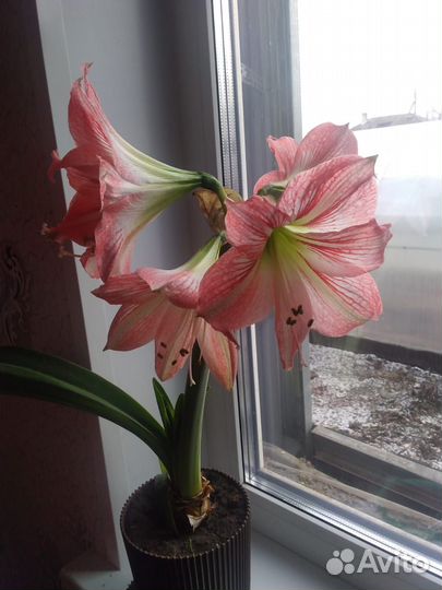 Гиппеаструм