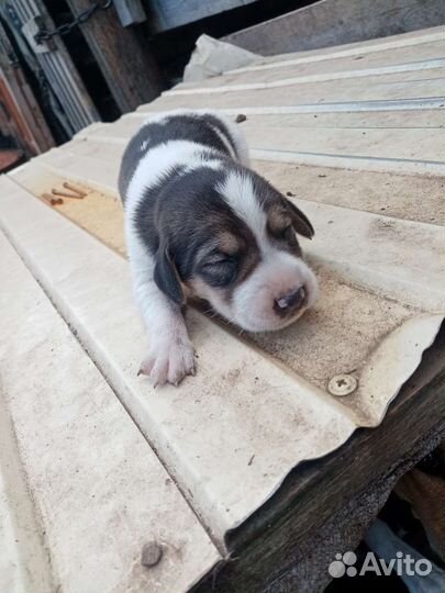 Щенки русской пегой гончей