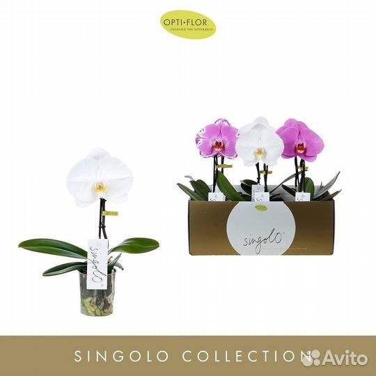 Орхидея фаленопсис Сингало