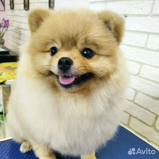 Маленькая прелесть салон стрижка собак и кошек