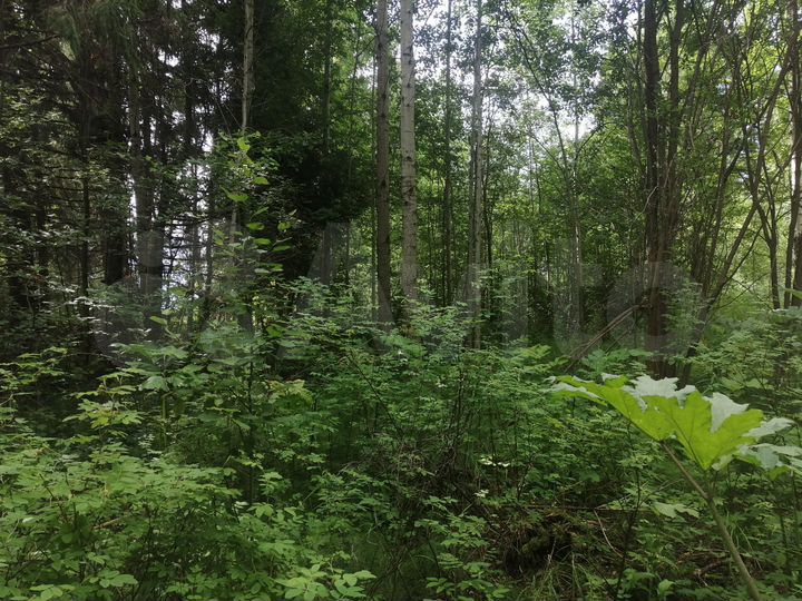 Участок 15 сот. (СНТ, ДНП)