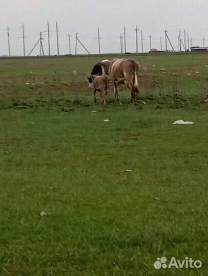 Корова с теленком