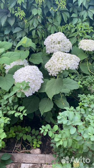 Многолетние цветы для сада