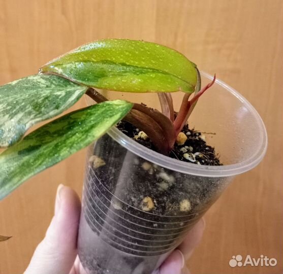 Филодендрон Ред Эмеральд вар