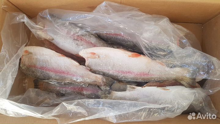 Свежемороженая горбуша потрашеная, красная рыба
