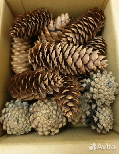 Коробка шишек