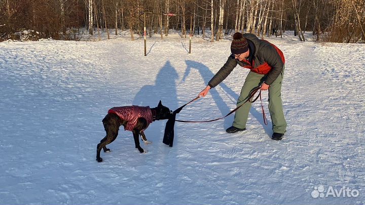 Дрессировка и воспитание собак
