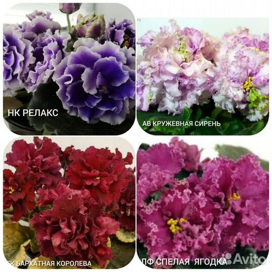 Сортовые фиалки