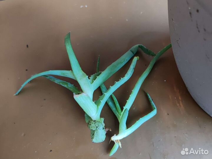 Алоэ вера растение