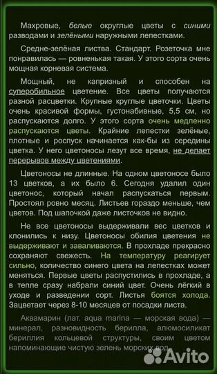 Аквамарин - сенполия (фиалочки)