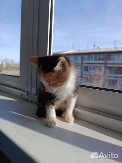 Котенок девочка трехцветная