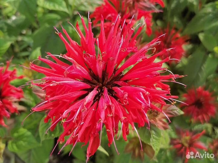 Цветущая калла