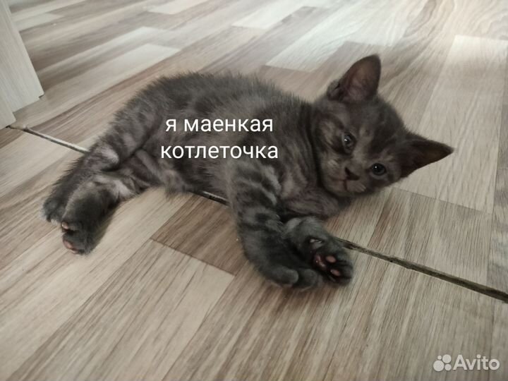 Британские котята