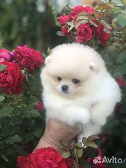 Щенки шпица(девочка)