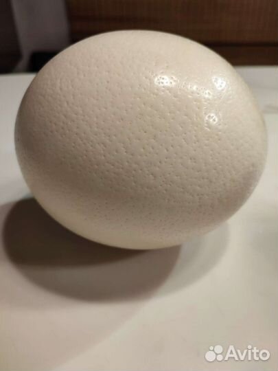 Яйцо страусиное пустое