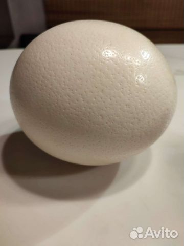 Яйцо страусиное пустое