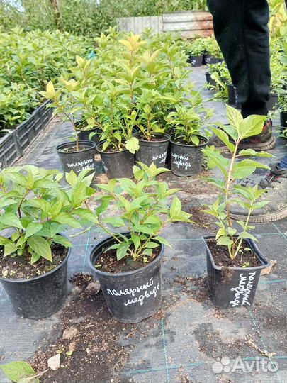 Рассада цветов