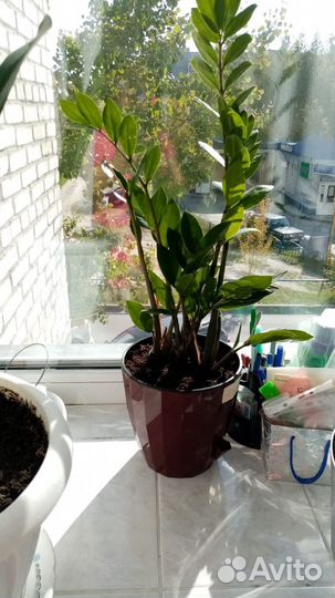 Замиокулькас