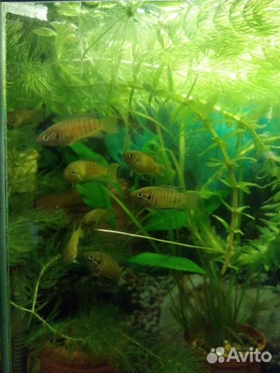 Молодые макроподы