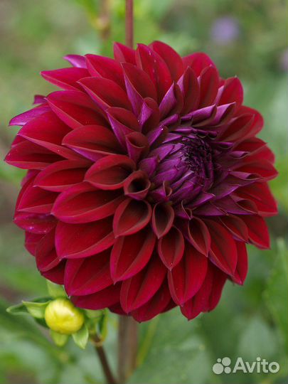 Георгины клубни