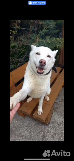 Метис лайки