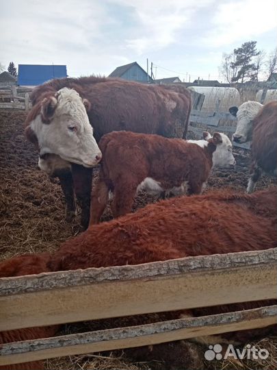 Продажа крс