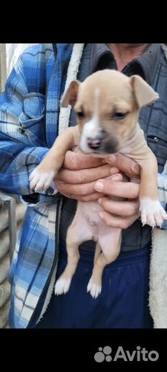 Стаффордширский терьер