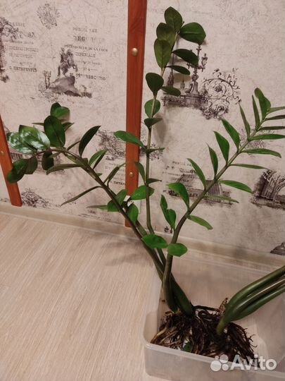 Замиокулькас