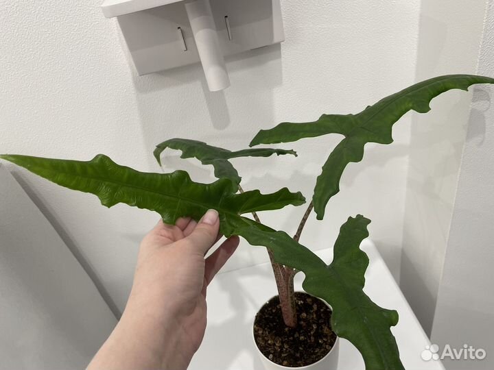 Детки алоказии Сабрина