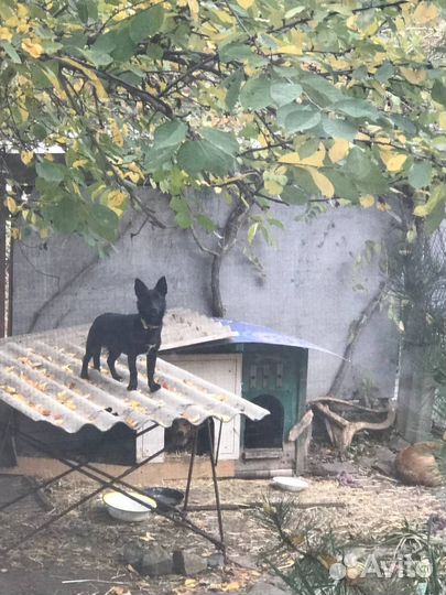 Умная собачка