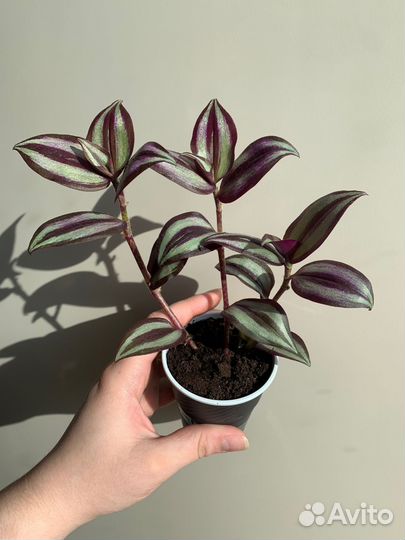 Традесканция