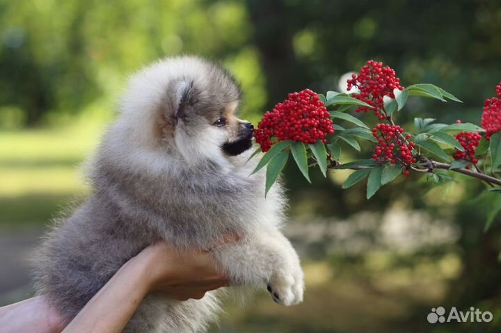 Щенки шпица