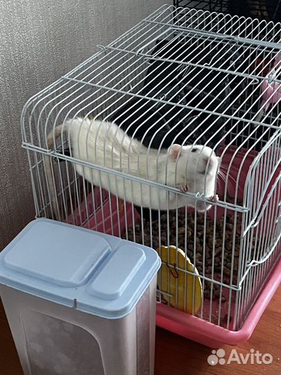 Крыса дамбо бесплатно