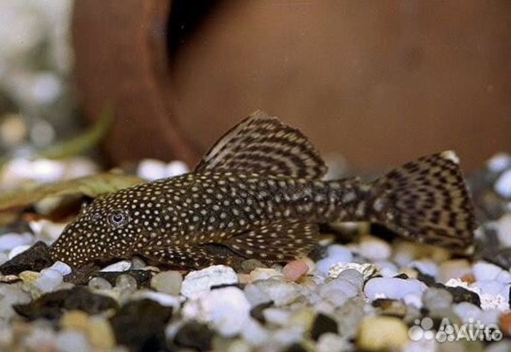 Сомы Анциструсы под нерест