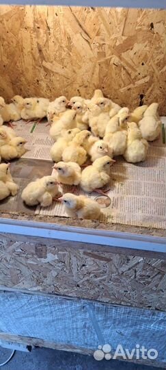 Бройлеры Кооб 500 цена 1