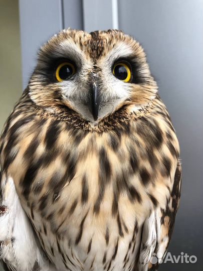 Сова для фотосессий