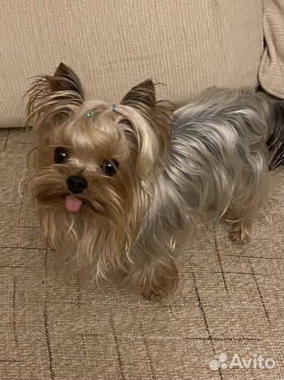 Супер-Мини Йоркширский терьер, вязка