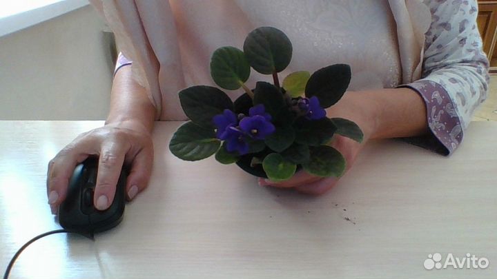 Цветы фиалки