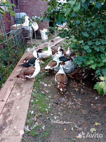 Индюки бронза