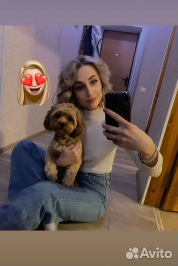 Мальтипу вязка