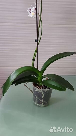 Орхидея фаленопсис