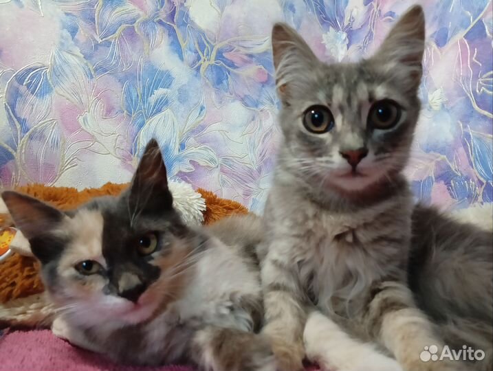 Кошечки очень ищут добрые руки, черный котик