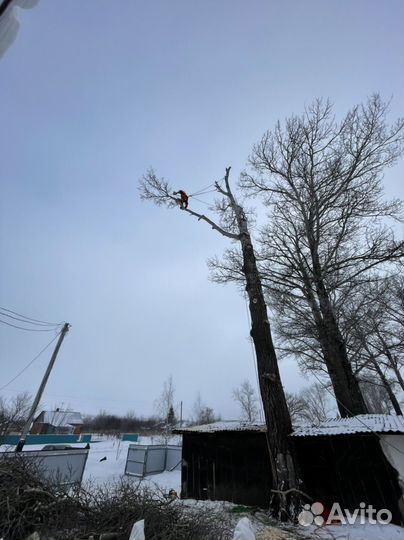 Кронирование деревьев. Спил обрезка деревьев